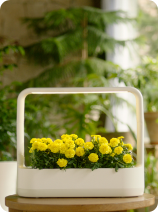 LG 틔운 미니에 식물을 키워 꾸며놓은 모습